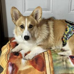 Ivan - Pembroke Welsh Corgi
