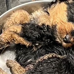 Airedale Terriers from Fernwood Airedales