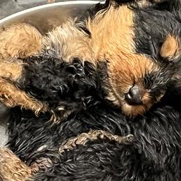 Airedale Terriers from Fernwood Airedales