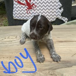 German Shorthaired Pointer Puppies from M&R Breeders