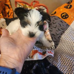 Boo - Black tan and white male Biewer Terrier puppy in Spotsylvania Courthouse, Virginia from Donna's Biewer Terriers