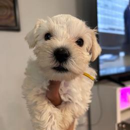 Boy-Yellow - White male Miniature Schnauzer puppy in Lehigh Acres, Florida from Regency Schnauzer