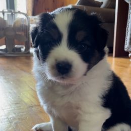 Australian Shepherd Puppies from Wild Atlantic  Aussies