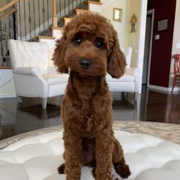 Ruby - Goldendoodle