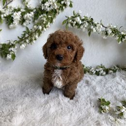 Racoon - Red  Goldendoodle puppy in Eagle Mountain, Utah from Lady Paws Puppies