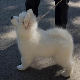 Pink girl - White and biscuit female Samoyed puppy in Fairbanks, Alaska from Subarktika Samoyeds