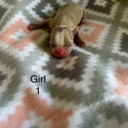 Girl one - Lilac male Boston Terrier puppy in Charleston, West Virginia from Mountain Momma Bostons