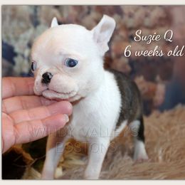 Girl 1- Suzie Q - Black and white female Boston Terrier puppy in North Central, Vermont from Windy Valley’s Bostons