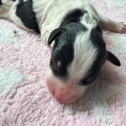 Pecan Pie - Tri-color male Bernedoodle puppy in Henrico, Virginia from Paws 4 Doodles, LLC