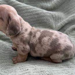 Female 1 - Dapple female Dachshund puppy in El Campo, Texas from Creamer Creek Kennel