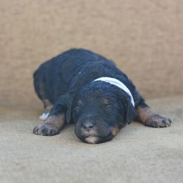 White - Phantom female Bernedoodle puppy in Scottsboro, Alabama from Dixie Land Doodles