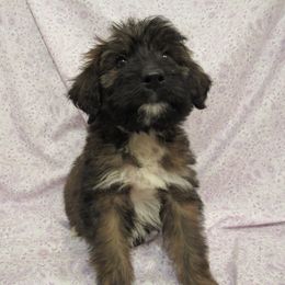 Aussiedoodle, Australian Shepherd, and Poodle Puppies from Kay Kay's Pupper Patch