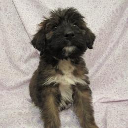 Aussiedoodle, Australian Shepherd, and Poodle Puppies from Kay Kay's Pupper Patch