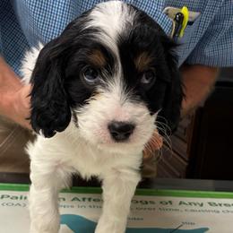 Purple Girl - Tri-color female Cavapoo puppy in Travelers Rest, South Carolina from Bailey Mountain Doodles