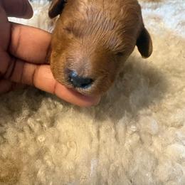Legacy - Red  male Poodle puppy in Utica, Ohio from Poodle Me Crazy