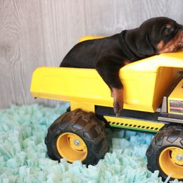 Doberman Pinscher Puppies from Tx Pups
