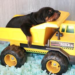 Doberman Pinscher Puppies from Tx Pups