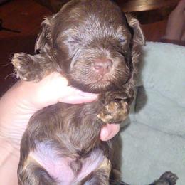 Oden - Brown male Cockapoo puppy in Lebanon, Kentucky from Mosaic Merle Doodles