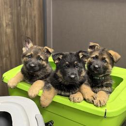 German Shepherd Puppies from Auf der Marquis German Shepherds