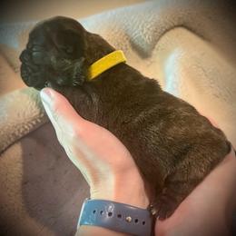 Yellow (Honey) - Brindle female French Bulldog puppy in Rochester, Washington from Frenchie Bulldog Kisses