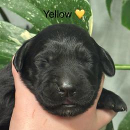 3rd pick black female - Black female Labrador Retriever puppy in Stafford Township, New Jersey from SommerLabs