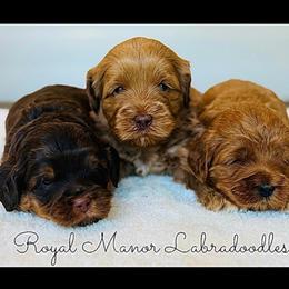 Girl 2 - Red female Australian Labradoodle puppy in Florence, New Jersey from Royal Manor Labradoodles