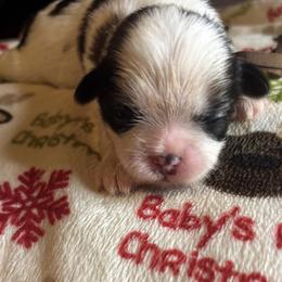 Girl 5 - Tricolor female Shih Tzu puppy in Wooster, Ohio from Mending Hearts Shih Tzu's
