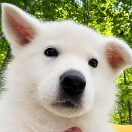 Yellow collar - White male Berger Blanc Suisse puppy in Blacksburg, South Carolina from Whitewolf Kennels