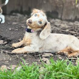 Honey - Dachshund