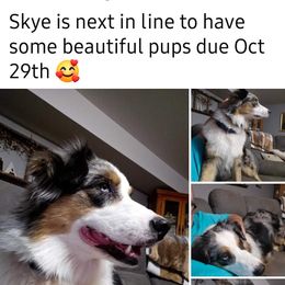Skye - Australian Shepherd