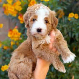 Sedona - Red female Bernedoodle puppy in Gilbert, Arizona from 5280 Bernedoodles