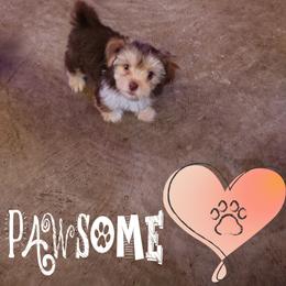 Orange boy - Chocolate male Morkie puppy in Inverness, Florida from Morkies and More