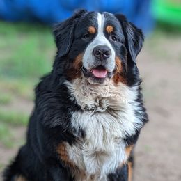 Bernese Mountain Dogs from Campany Berners