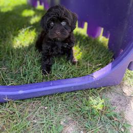 Major - Chocolate male Australian Labradoodle puppy in Calhoun, Louisiana from Arrowhead Australian Labradoodles