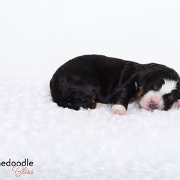Bernedoodle Puppies from Bernedoodle Bliss