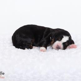 Bernedoodle Puppies from Bernedoodle Bliss