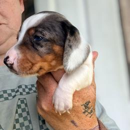 Kayce - Dapple male Dachshund puppy in South Fulton, Tennessee from Stiles' Heartfyre Dachshunds