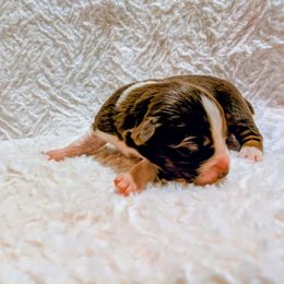 Chai - Red tri-color female Australian Shepherd puppy in California from Skiba Aussies