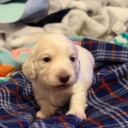 Cream dapple male - Dapple male Dachshund puppy in Jacksonville, Florida from Little Lords & Ladies Dachshunds