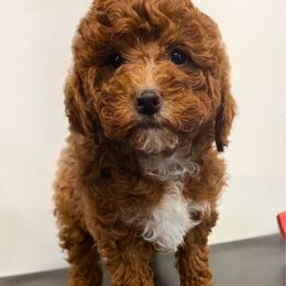 Pink collar girl - Red  female Poodle puppy in Henefer, Utah from Mountain Valley Poodles