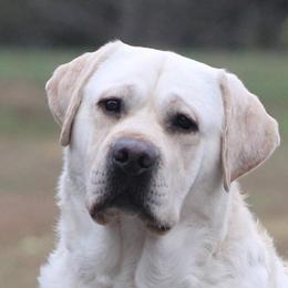 Scamp - Labrador Retriever