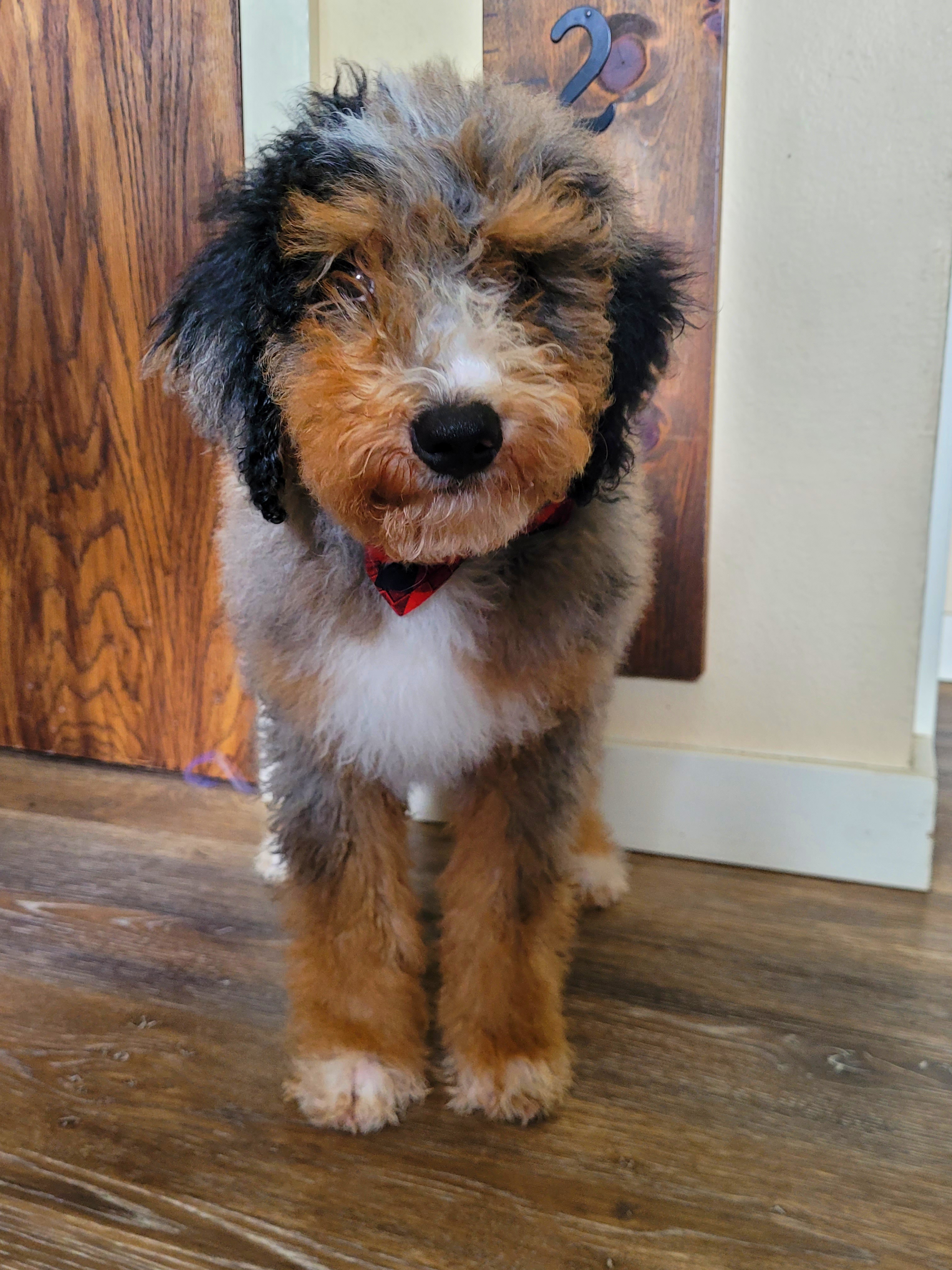 Bruno - Bernedoodle