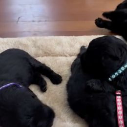 Giant Schnauzers and Scottish Terriers from CVS Giant Schnauzers