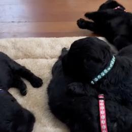 Giant Schnauzers and Scottish Terriers from CVS Giant Schnauzers