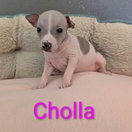 Cholla - Blue fawn and white female American Hairless Terrier puppy in Phoenix, Arizona from Bare Valley