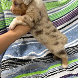 Bingo - Red merle male Miniature Australian Shepherd puppy in Mount Airy, Georgia from North Georgia Gems