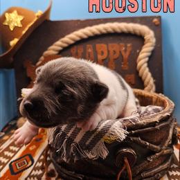 Houston - Blue white and tan female Rat Terrier puppy in Lynn, Alabama from Cryptic Rat Terriers