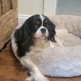 Charlotte - Tri-color female Cavalier King Charles Spaniel puppy in Caledonia, Michigan from Magnolia Acres