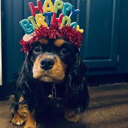 Whiskey - Cavalier King Charles Spaniel