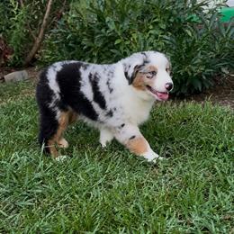 Orange - Blue merle male Miniature American Shepherd puppy in Hurt, Virginia from Sweet Prada's Farm